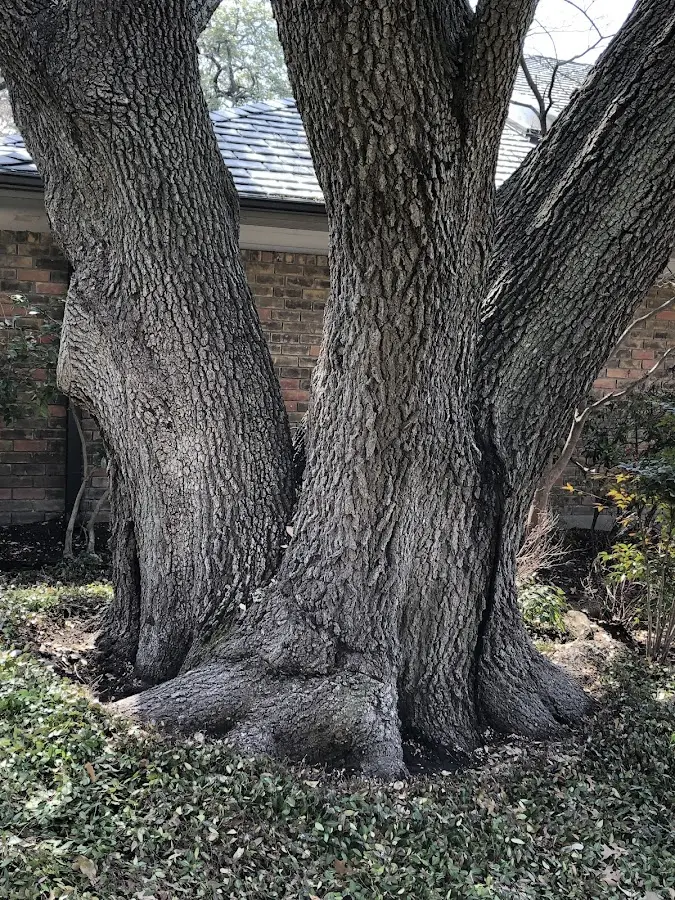 Mature heritage tree close to a Sparrows Point property cared for by certified arborists